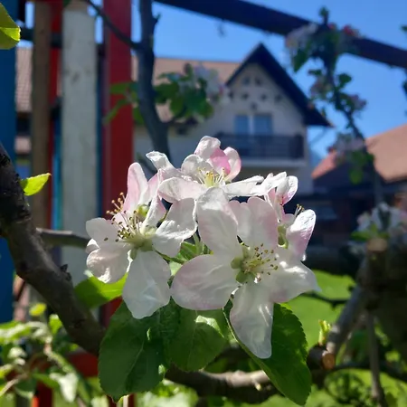 Edelweiss Ilinca Homestay